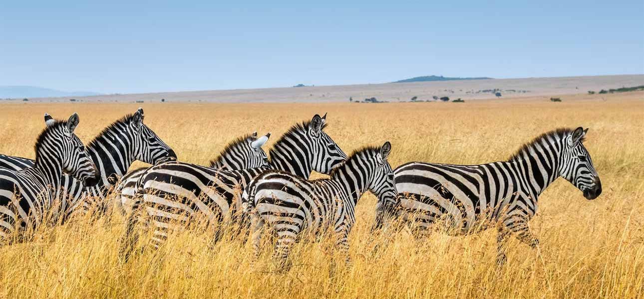 The Stunning Serengeti Safari