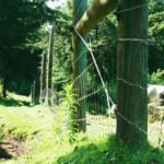 Aberdare National Park landscape with lush green vegetation and wildlife