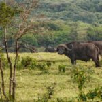 Buffalo in Arusha National Park - Majestic wildlife in natural habitat