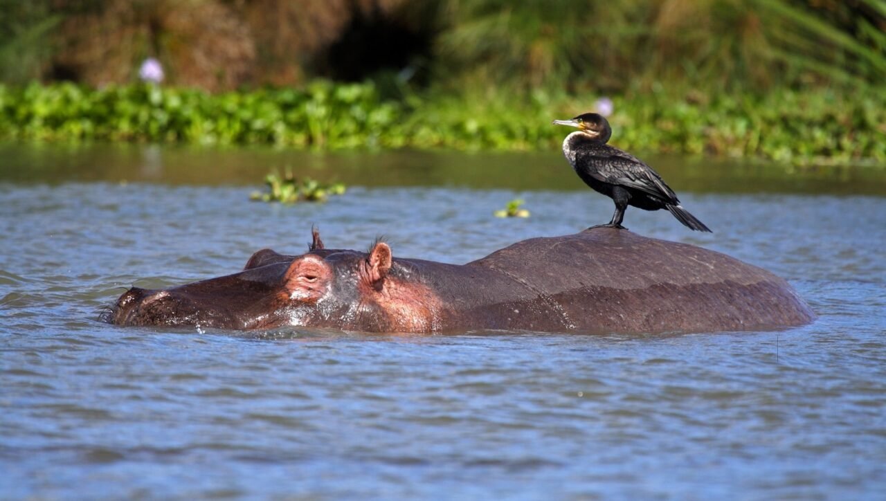 Hippopotamus, Lake Naivasha, Great Rift Valley, Kenya, East Africa