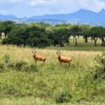 Two Roe deer grazing peacefully in the picturesque landscape of Kidepo Valley National Park"