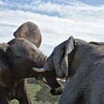 Two elephants enjoying a playful moment in Kilimanjaro National Park