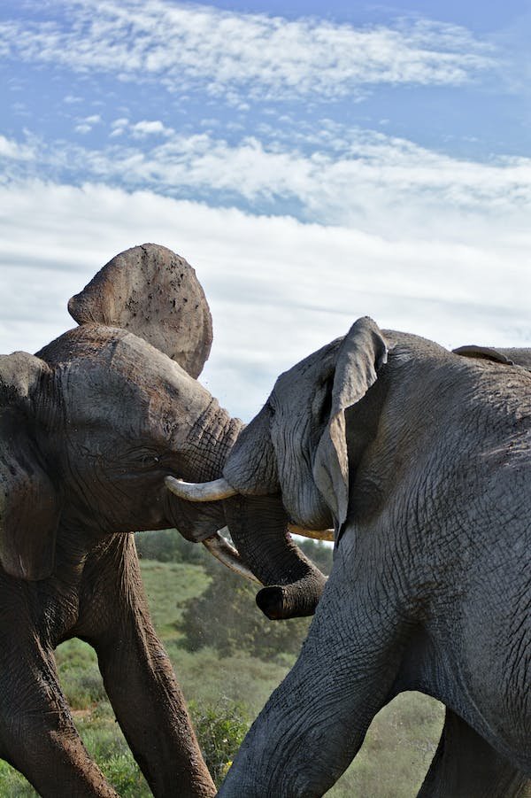 Two elephants enjoying a playful moment in Kilimanjaro National Park