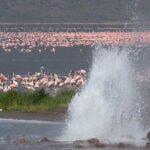 Flamingos and hotsprings at Lake Bogoria National Reserve: A natural wonder in Kenya
