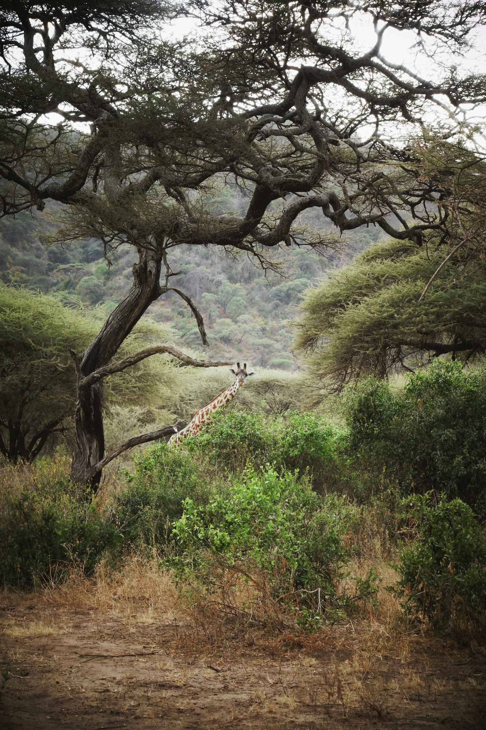 A majestic giraffe roaming in Lake Manyara National Park