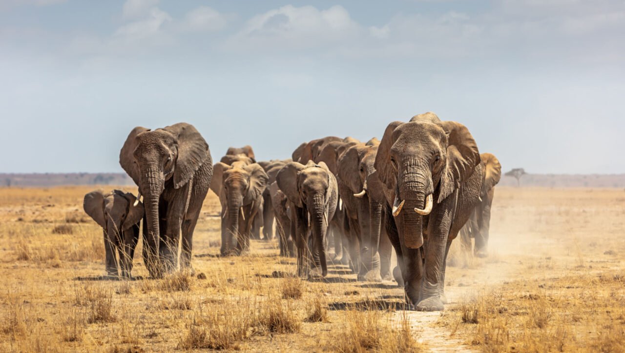 "African elephants in Amboseli National Park