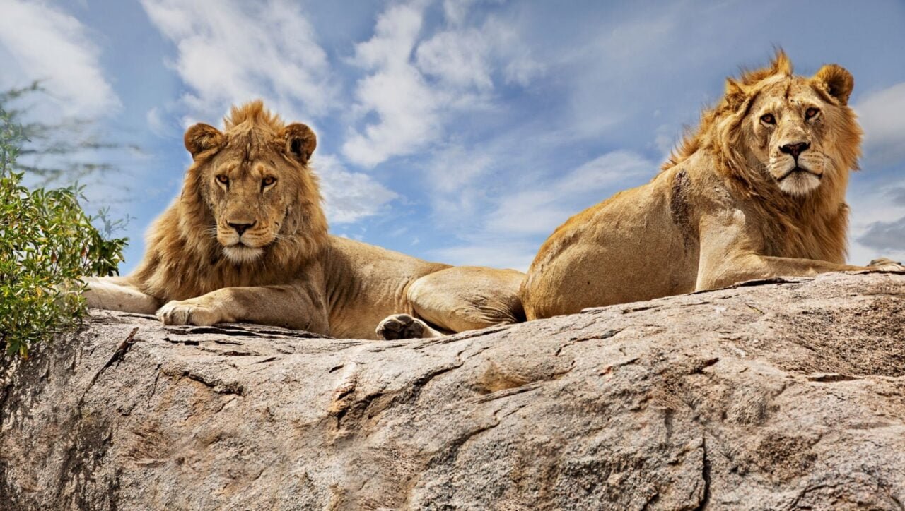 Majestic lions resting on a rock in Serengeti National Park