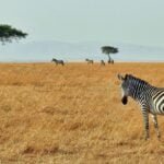 A zebra grazing on the grasslands of Maasai Mara National Reserve