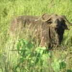 A majestic buffalo grazing peacefully in the lush surroundings of Meru National Park