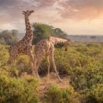 Two giraffes standing tall against the backdrop of Mount Kenya at Mount Kenya National Park