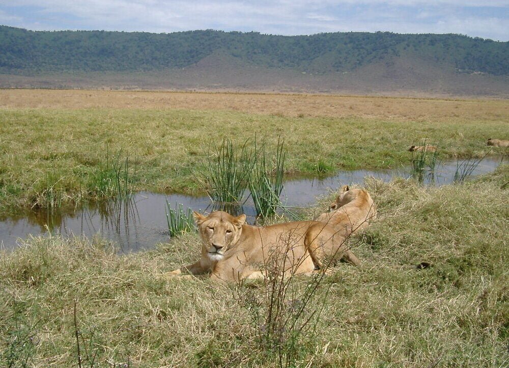 Two lionesses resting in Ngorongoro National Park