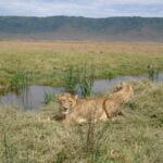 Two lionesses resting in Ngorongoro National Park
