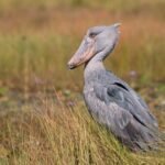 Colorful hornbill bird perched on a branch at Queen Elizabeth National Park