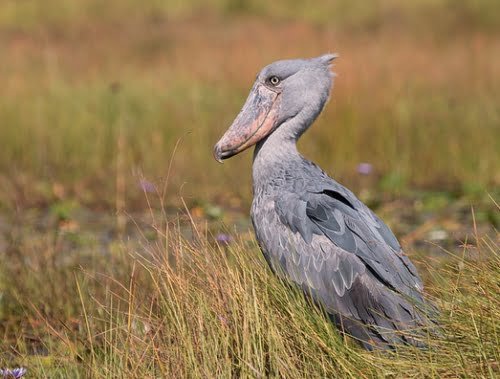 Colorful hornbill bird perched on a branch at Queen Elizabeth National Park