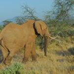 A majestic elephant stands in the savanna of Samburu National Reserve