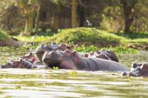 Sunrise illuminating Lake Naivasha on a Kenyan Safari