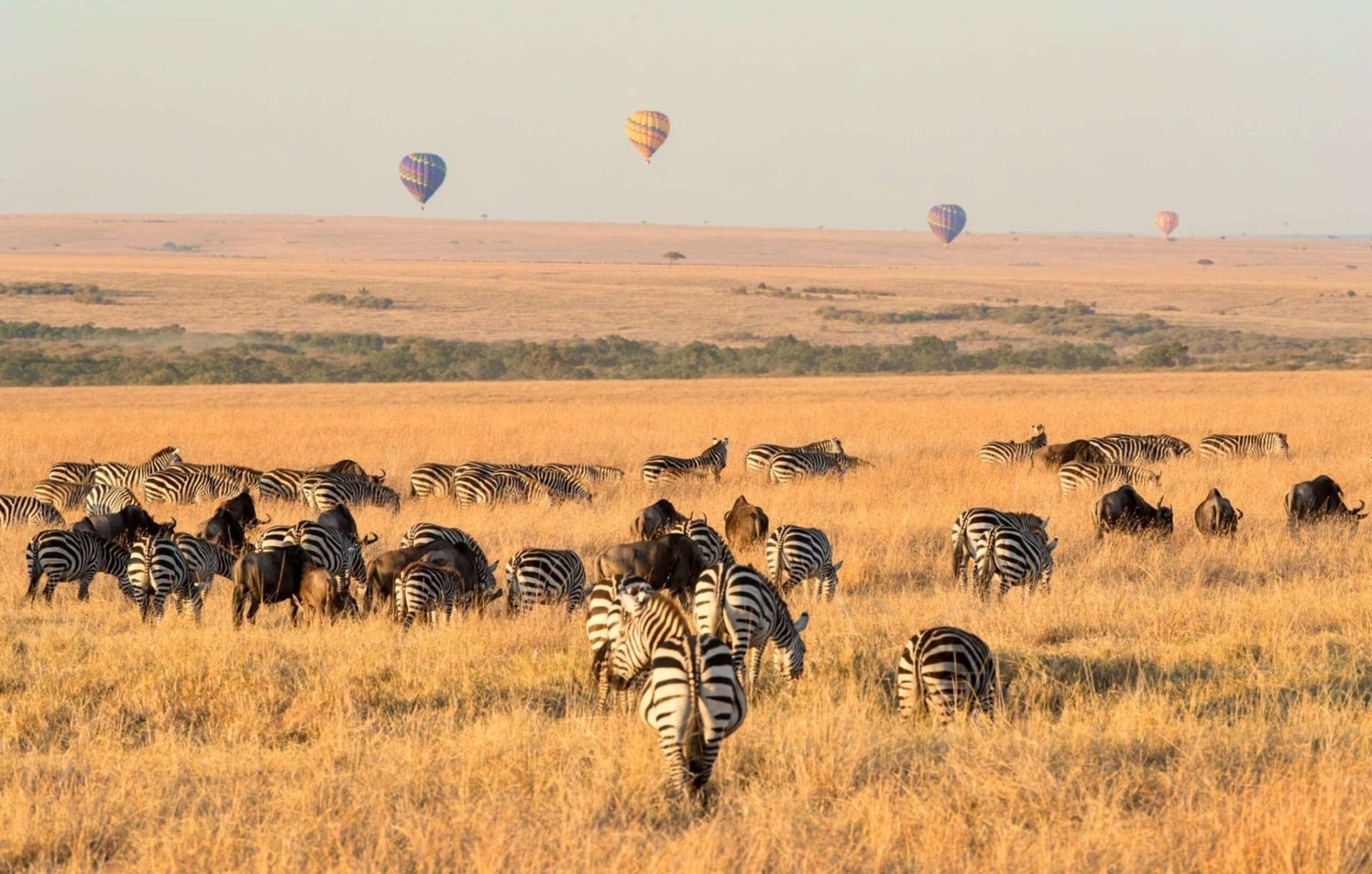 Kenyan Safari Adventure: Explore Lake Naivasha, Lake Nakuru & Masai Mara