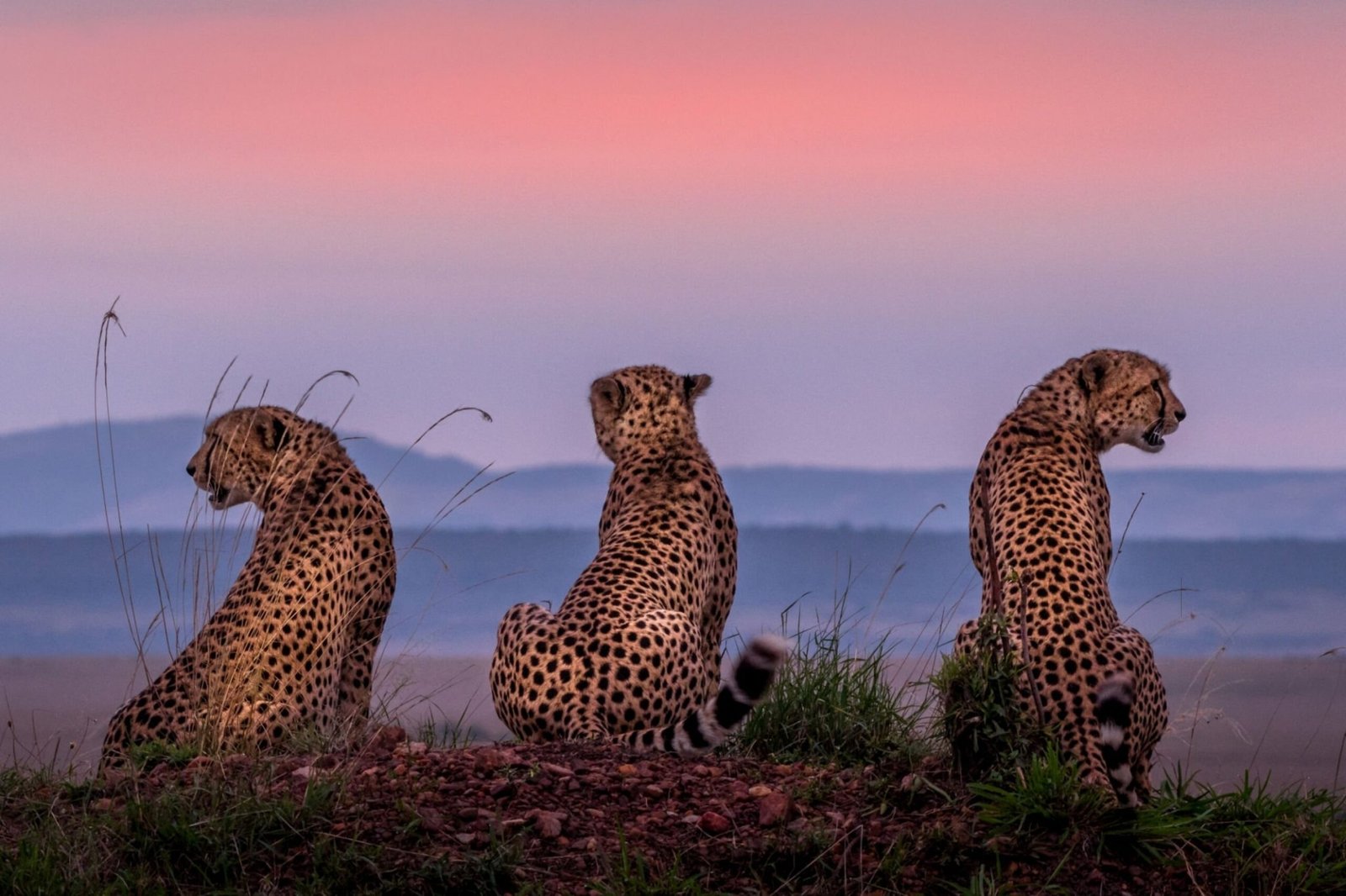 Embark on an Unforgettable Kenyan Safari Adventure