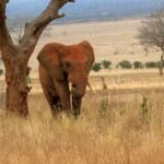 Majestic elephant walking in Tsavo East National Park