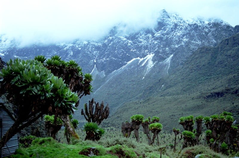 Aerial view of Rwenzori Mountains National Park, showcasing its lush greenery and snow-capped peaks