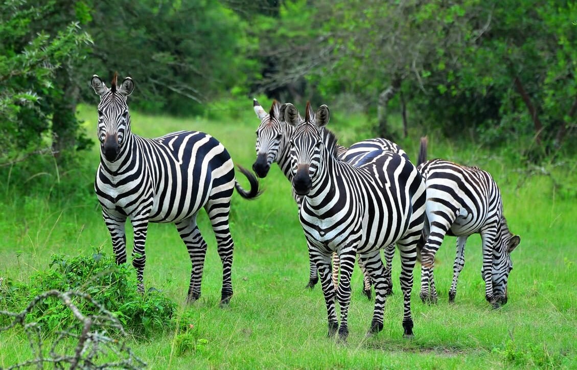 Zebras grazing peacefully in their natural habitat at Lake Mburo National Park