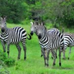 Zebras grazing peacefully in their natural habitat at Lake Mburo National Park
