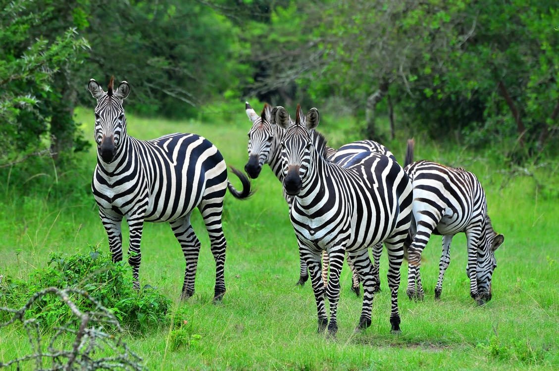 Zebras grazing peacefully in their natural habitat at Lake Mburo National Park