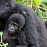 Gorilla Family at Mgahinga Gorilla National Park"