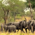 Group of elephants roaming at Semuliki National Park