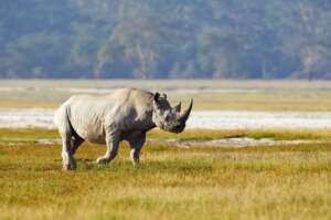 Rhinos and exotic birds at Lake Nakuru, Kenya