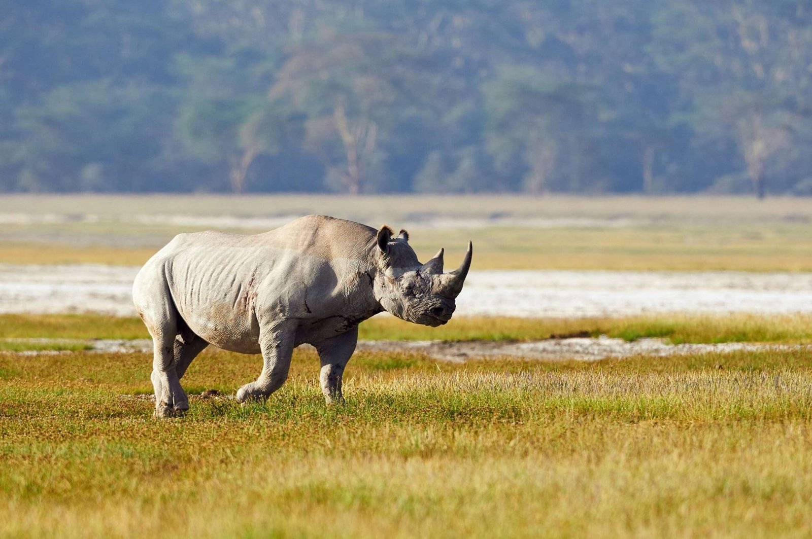 Rhinos and exotic birds at Lake Nakuru, Kenya