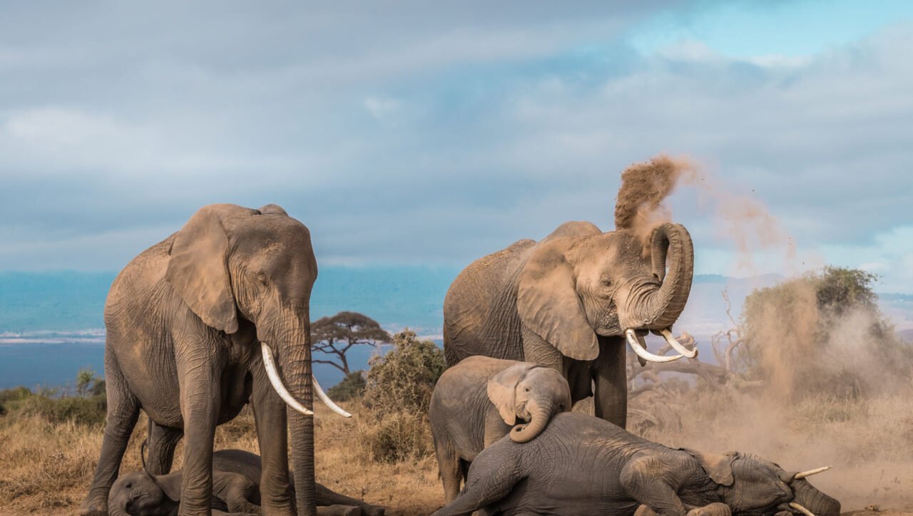 Elephant herd in Amboseli National Park with Mount Kilimanjaro in the backdrop, offered by Vintmark Safaris.