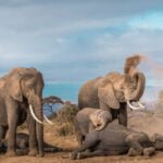 Elephant herd in Amboseli National Park with Mount Kilimanjaro in the backdrop, offered by Vintmark Safaris.