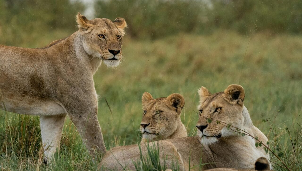 Image of a group of lionesses standing together