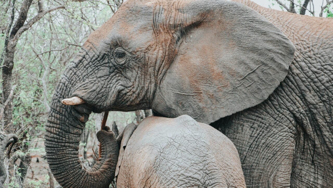 Mother Elephant and Baby Elephant Walking Togethe