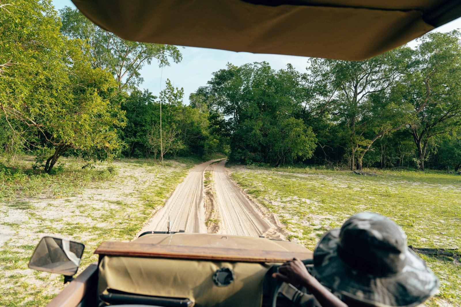 Tourist driving through dense forest in car