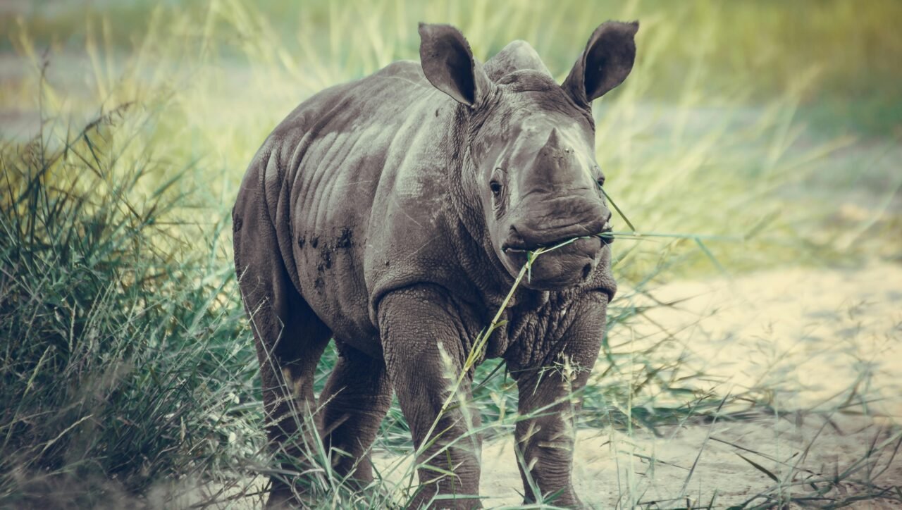 A young rhinoceros grazing on grass in a field.