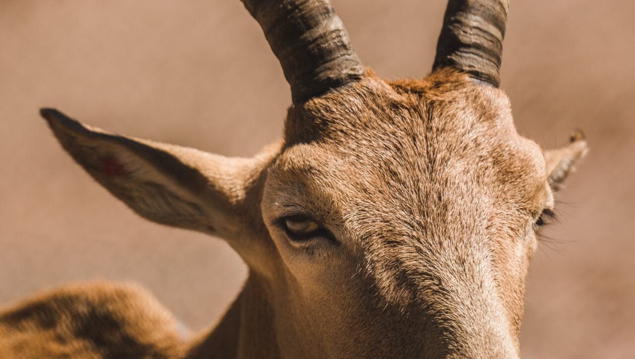 Close-up of goat's eyes