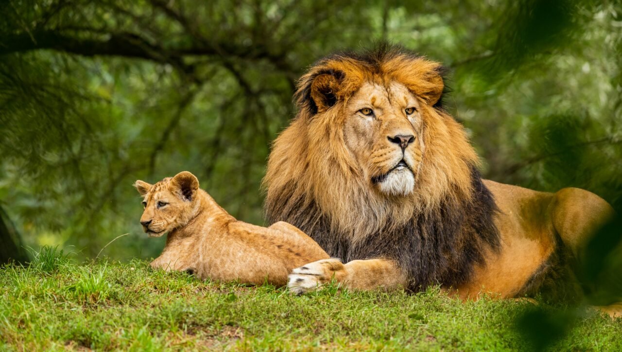 Lion and cub in lush green landscape